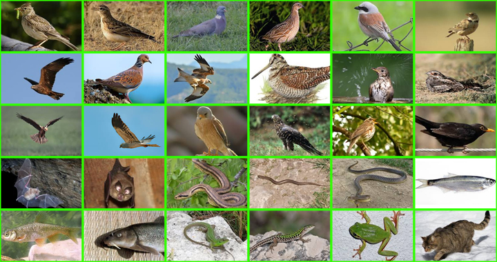 La fauna del parco urbano intercomunale boschi, sorgenti e geositi della Baronia immagine della fauna del parco urbano intercomunale boschi, sorgenti e geositi della Baronia