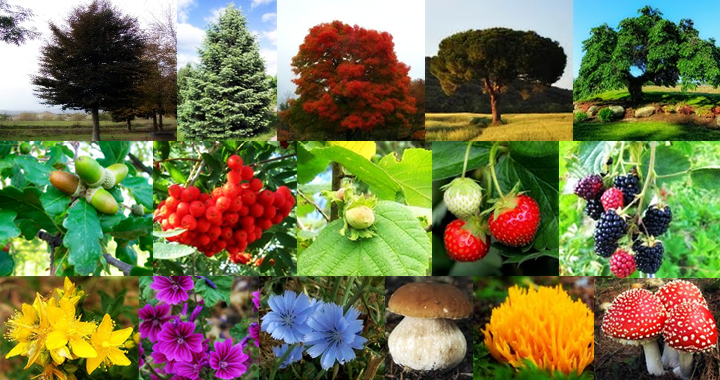 La flora del parco urbano intercomunale boschi, sorgenti e geositi della Baronia immagine della flora del parco urbano intercomunale boschi, sorgenti e geositi della Baronia