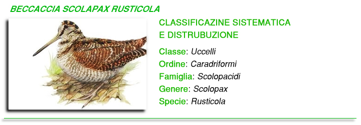 Beccaccia foto Beccaccia