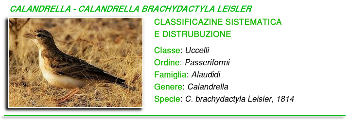 Calandrella brachydactyla leisler foto Calandrella brachydactyla leisler