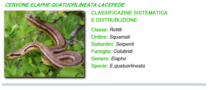 Cervone elaphe foto Cervone elaphe