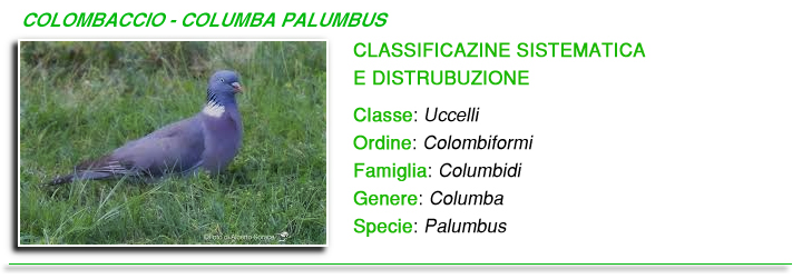 Columba palumbus foto Columba palumbus