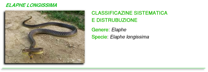 Elaphe longissima foto Elaphe longissima