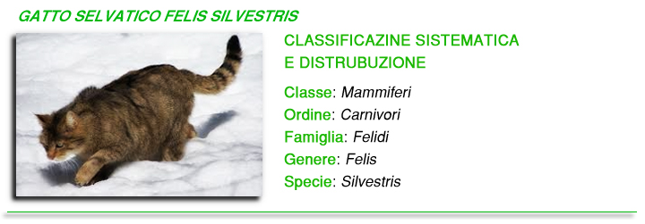 Gatto selvatico foto Gatto selvatico