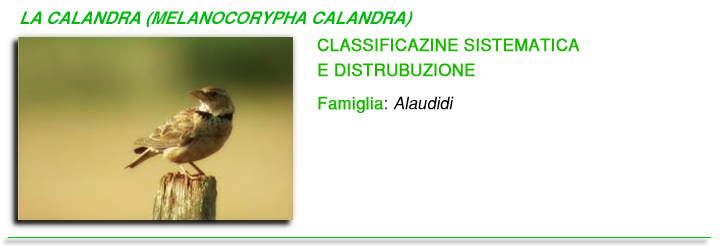Melanocorypha calandra foto Melanocorypha calandra