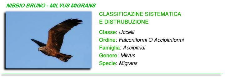 Milvus migrans foto Milvus migrans