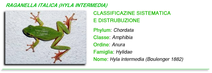 Raganella italica foto Raganella italica