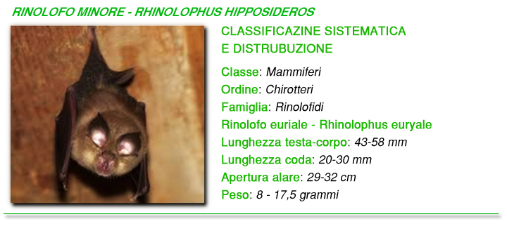 Rinolofo minore foto Rinolofo minore