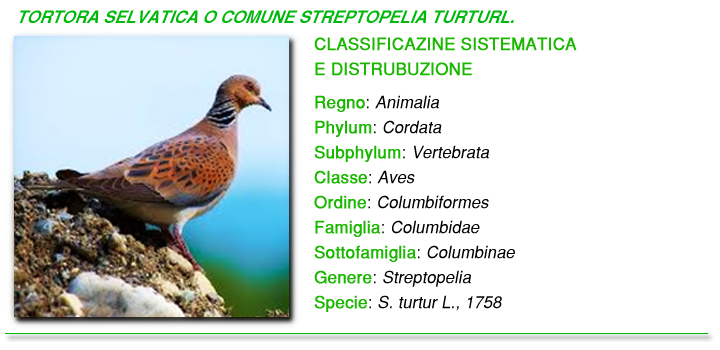 Tortora selvatica foto Tortora selvatica